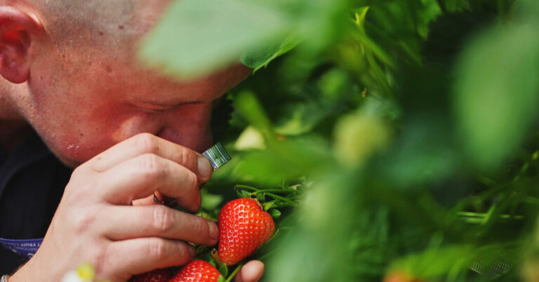 The Strawberry Fields of Wimbledon