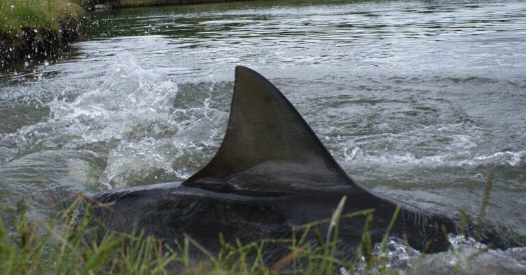 Sharks on an Australian Golf Course Made a Watery Grave Like no Different