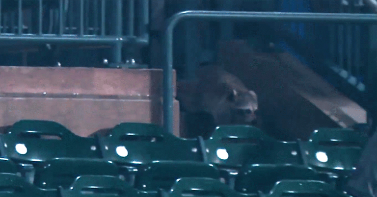 There’s Extra to the Citi Discipline Raccoon Story